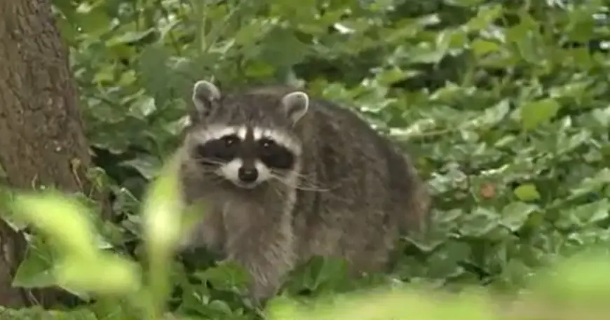 Raccoon Bites Two People in Old Town Alexandria, Health Officials Warn