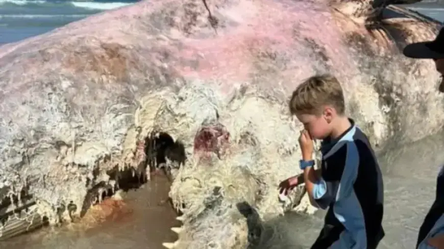 Whale Carcass Discovered on Denison Beach Near Bicheno