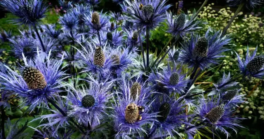 Alan Titchmarsh Shares 7 Low-Maintenance Plants for Effortless Gardening