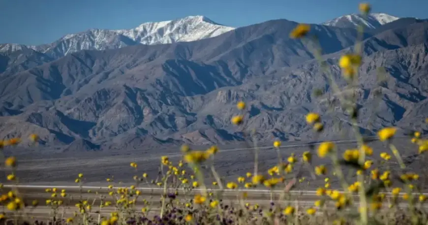 Death Valley Experiences Most Stunning Superbloom in a Decade