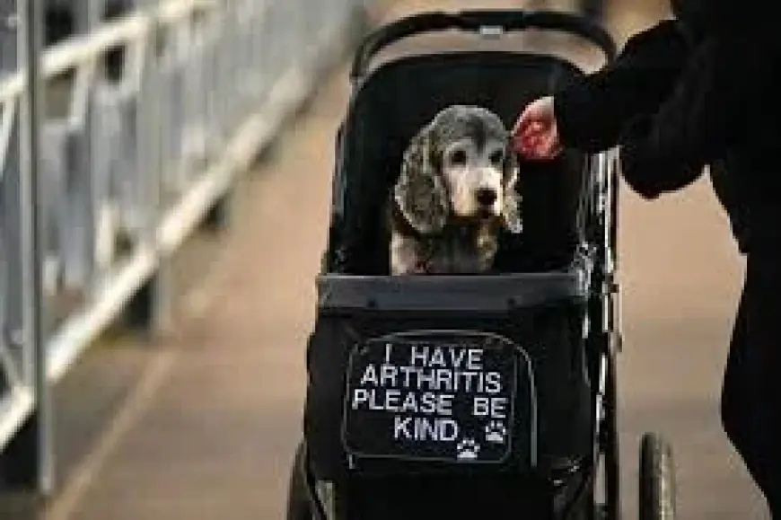 Crufts 2026 set to crown Best in Show as Sunday finale begins