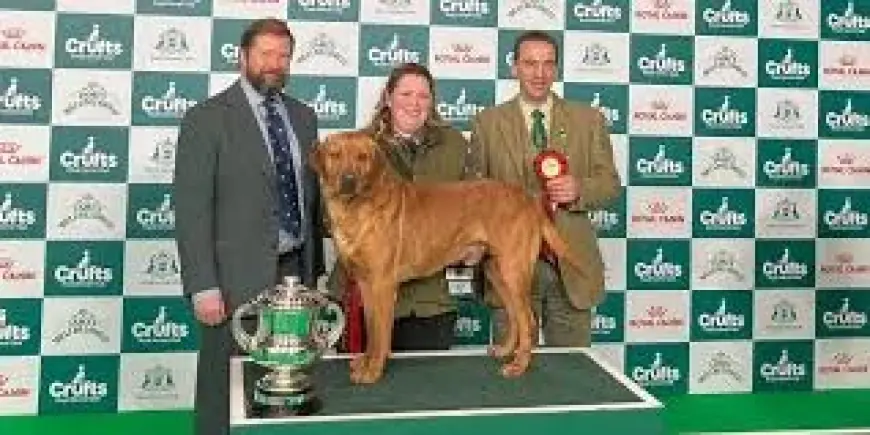 Gamekeepers Gain Spotlight as Crufts Winner Clyde Claims Northesk Memorial Trophy