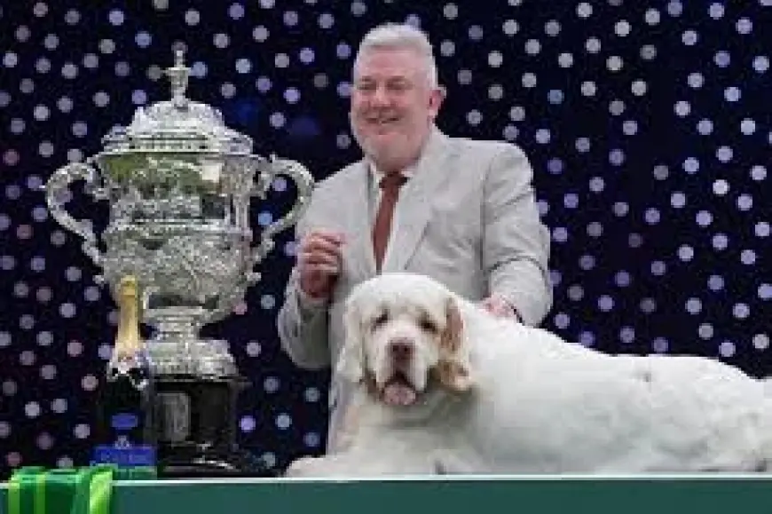 Crufts Results 2026: Clumber Spaniel Bruin Wins Best in Show Title