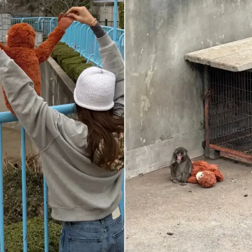 Lisa of Blackpink Teams Up with Punch The Monkey