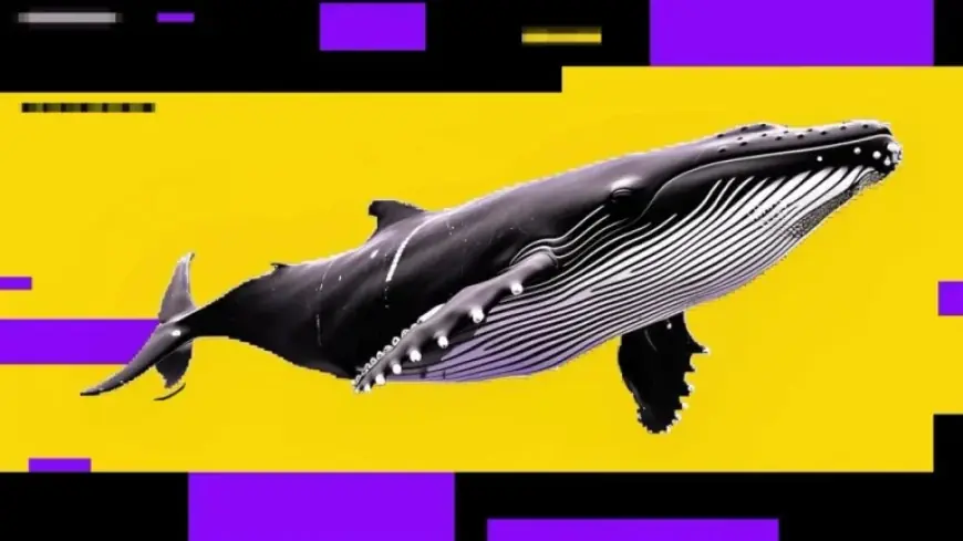 Retail Buyers Lift Bitcoin Price Usd as Whales Sell, Raising Downside Risk