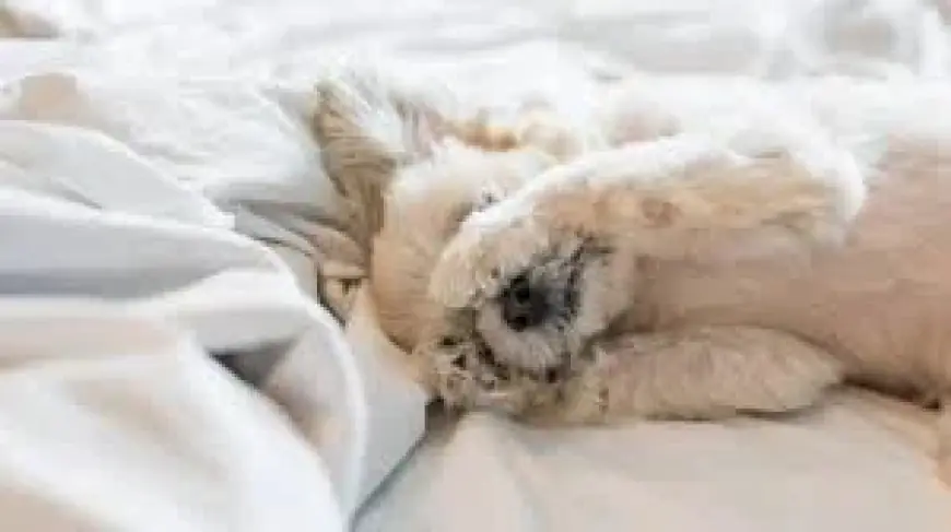 Daylight Saving Shift Confirmed; Sunrise Times Change and Lawmakers Remain Split