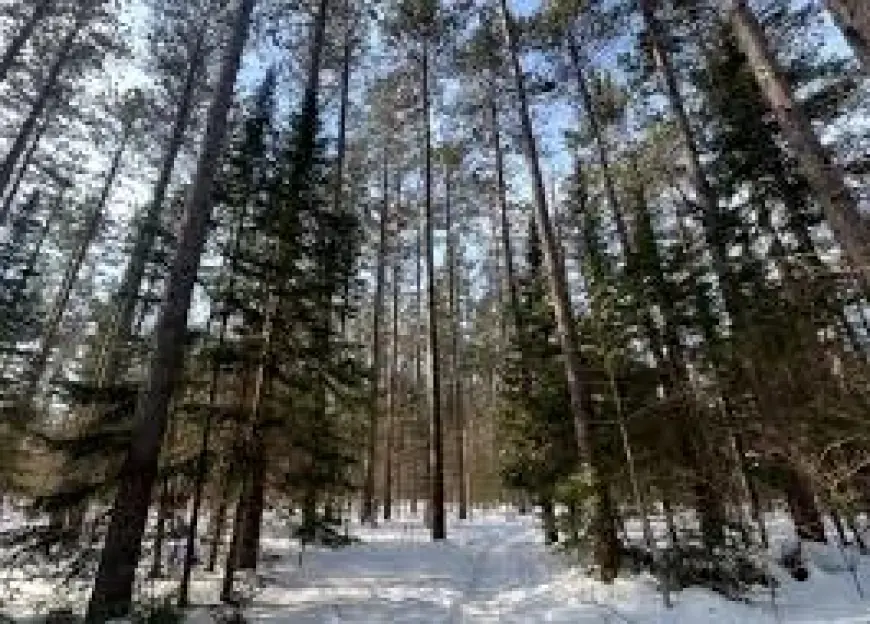 Sootoday: Power Restored for 403 Customers; Weather Risks and Confirmed Creek Death