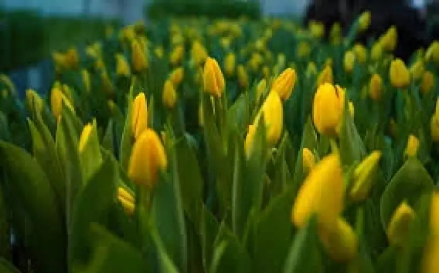 Mongolie imports of 12.2 million flowers reshape retail demand and safety checks