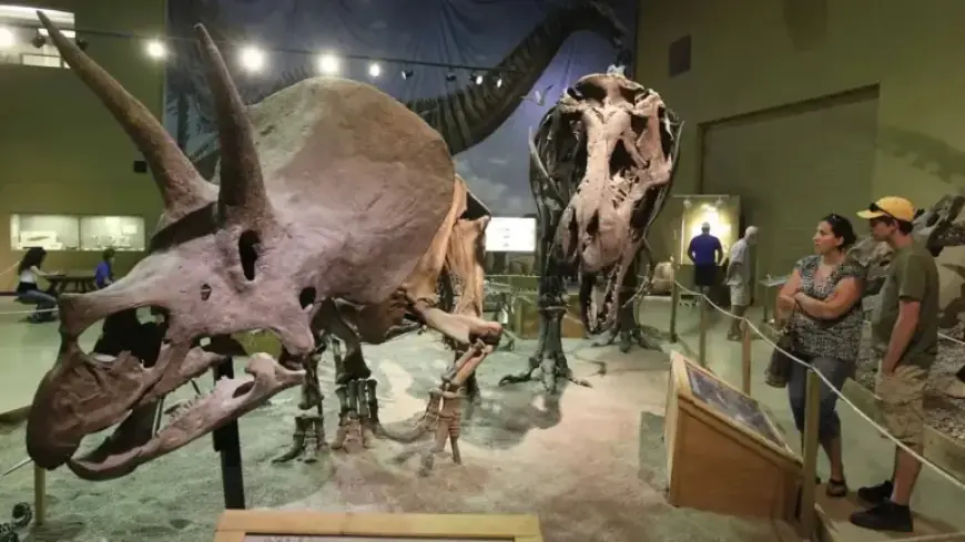 Triceratops Fossil Auction Could Reach $5.5M After 30 Years in Wyoming Museum