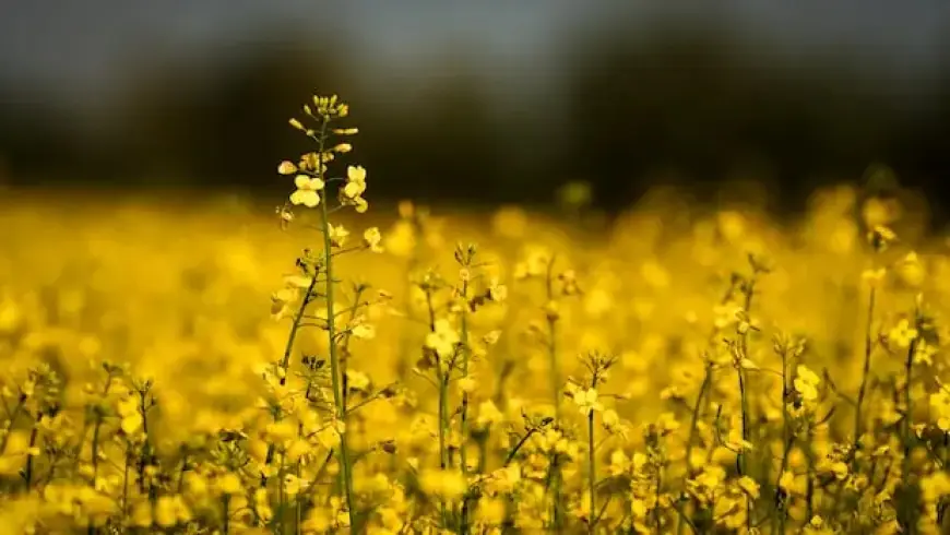 Fertilizer Prices Surge Amid Iran Conflict, Threatening Canadian Farmers