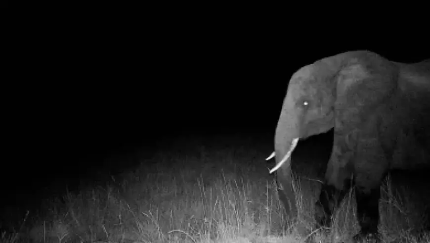 Cillian Murphy and the Peaky Blinders film’s quiet contradiction: a “different world” built on secrecy, charity money, and a muddy war story