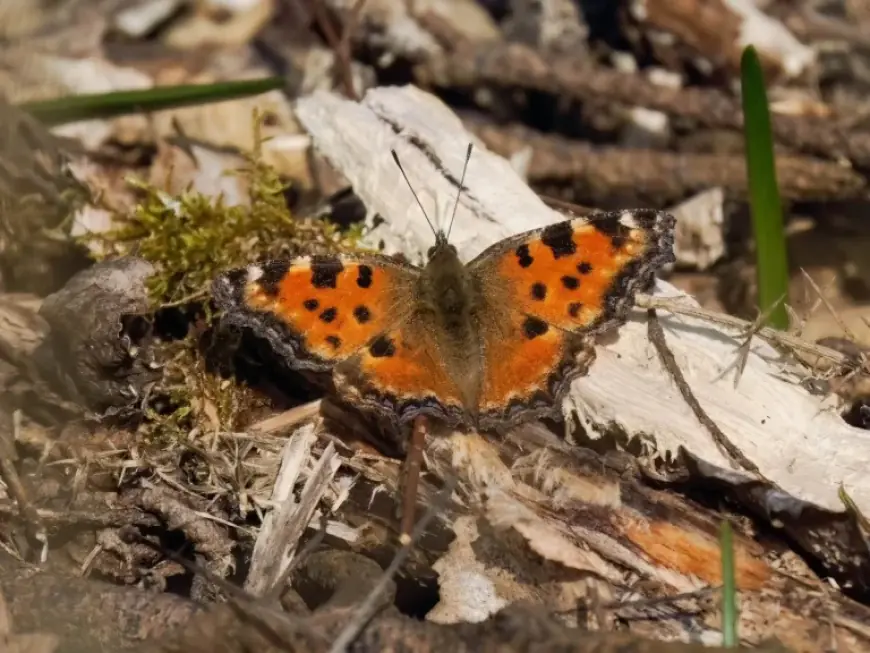 Large Tortoiseshell butterfly no longer extinct in UK, but its comeback raises new uncertainties