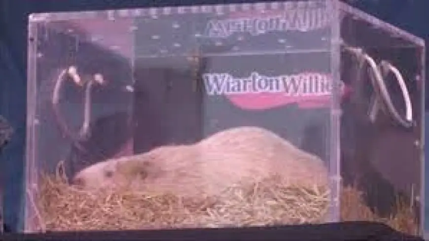 South Bruce Peninsula announces death of Wiarton Willie