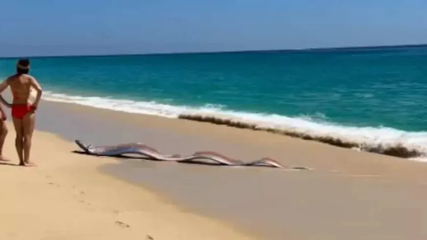 Poisson Ruban Encounter in Cabo San Lucas: Sisters Lead a Moment of Rescue on the Shore