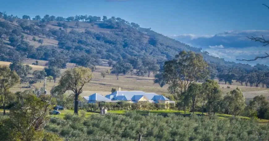 Mudgee Corridor Shake-up: Rylstone Olive Press Hits Market with $6.5m Price Tag