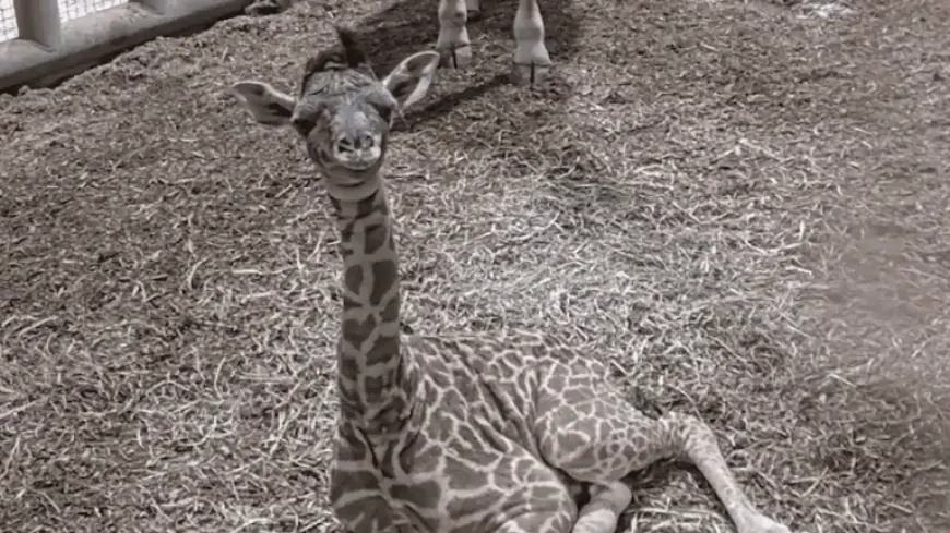 Toronto Zoo vs. Public Naming: What the New Giraffe Reveals