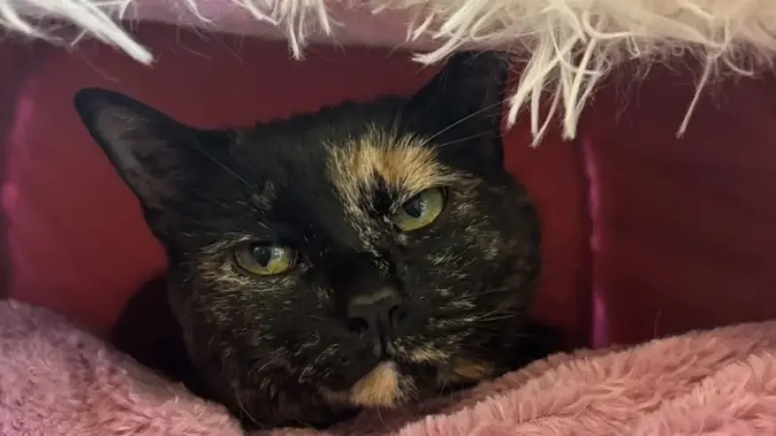 Mi: Union City tornado recovery highlights missing pets and scattered documents