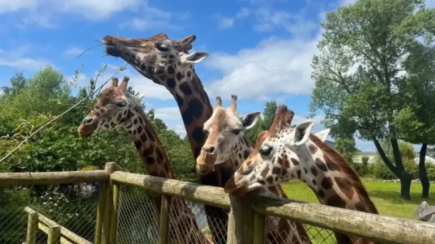 Chester Zoo Recovers After Attractions Lose £137K in Single Day