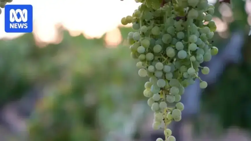 Gold Explorers Expand Ventures by Acquiring Wineries