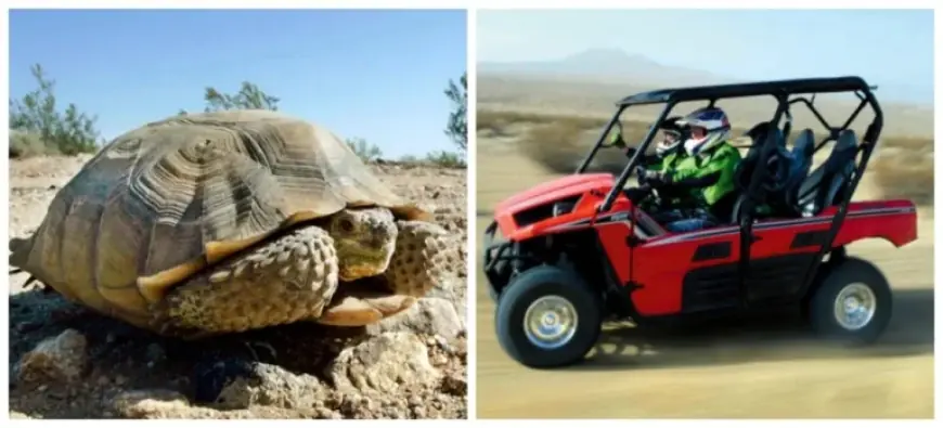 Mojave Desert trail closures target tortoise habitat, but enforcement remains unclear