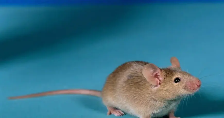 Aquavire Panne Electrique vs. Local Accounts: repair timeline and responsibilities