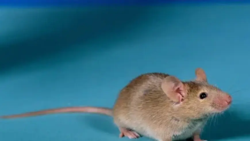 Stranger Things Volume 10 vs. Volume 10: How two descriptions shape expectations