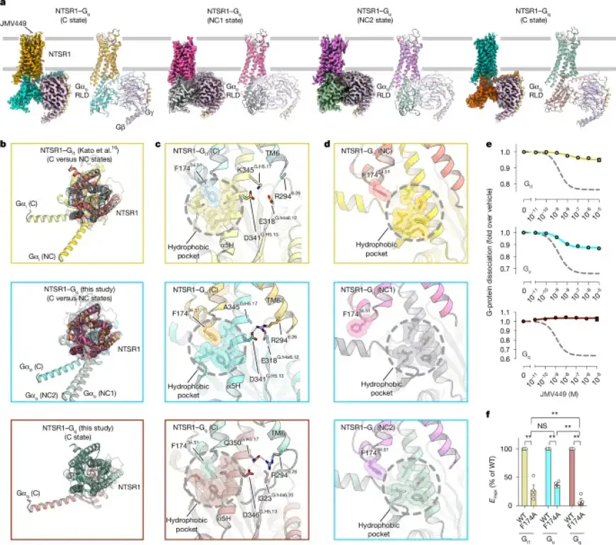 Unraveling G-Protein Activation by GPCR: A Dynamic Insight