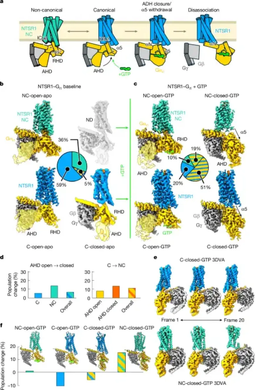 Exploring NTSR1 G Protein Subtype Dynamics and Promiscuity