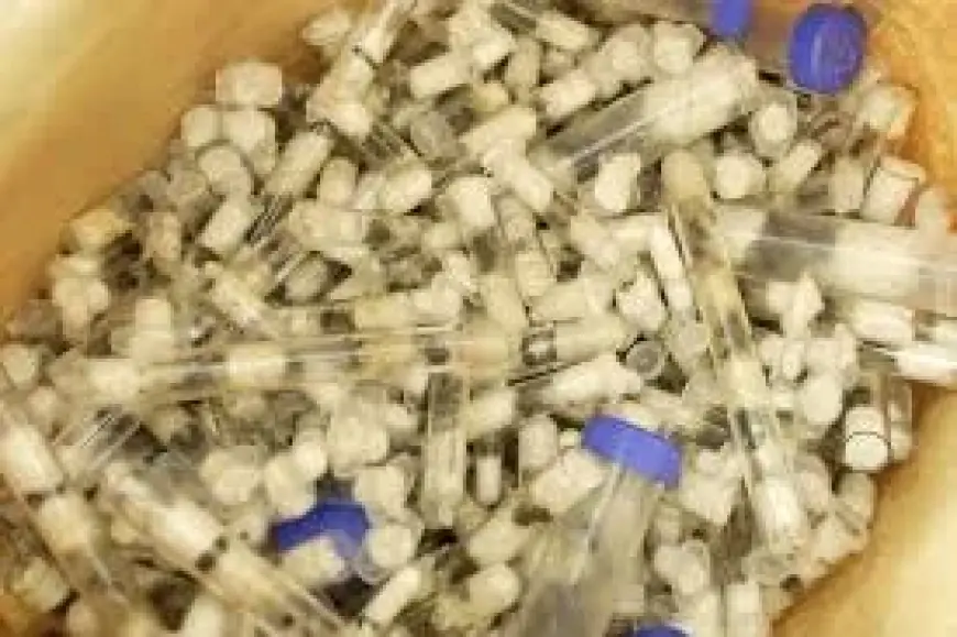 Zhang Kequn Arrested as Kenyan Queen Ants Found Hidden in Luggage