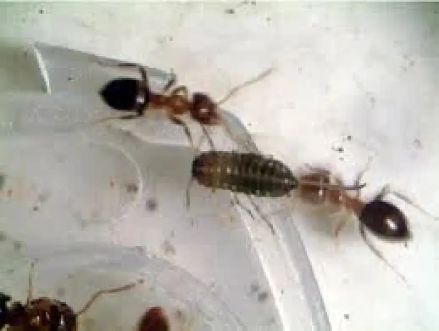 Queen Ants Kenya seized at JKIA exposes trafficking network