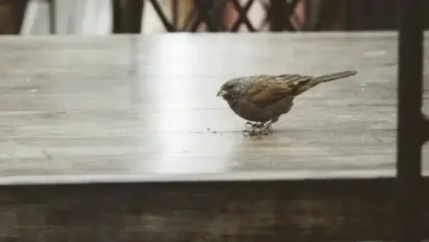 Air New Zealand Reduces Flights Amid Fuel Price Surge Impacting Travel