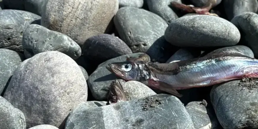 Capelin Stock Assessment Shows Positive Trends, Reports DFO