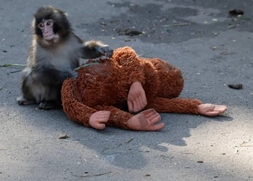 Punch the Monkey: The Internet's Favorite Baby Macaque Is Finally Making Friends and Thriving
