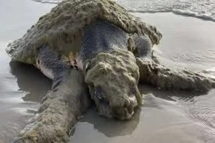 Sea Turtles: Rare Kemp’s ridley rescue in Texas shows hidden crisis