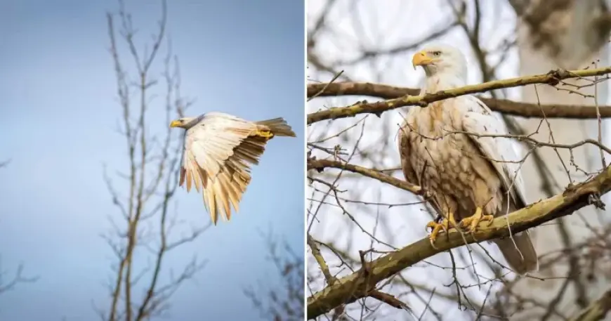 White Bald Eagle photos in Missouri spotlight a rare genetic condition