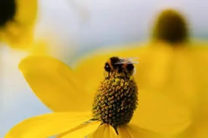 Bugonia Movie moves from Oscar buzz to at home viewing momentum