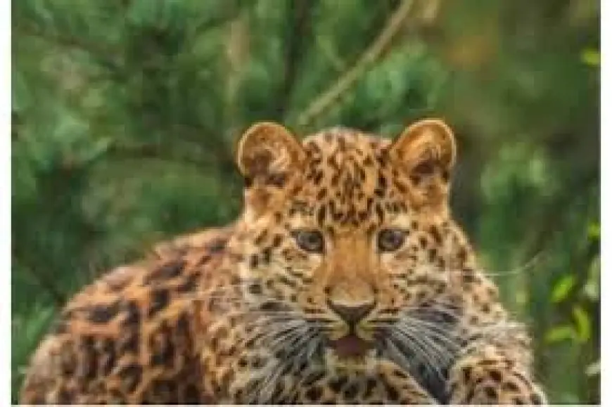 Yorkshire Wildlife Park Tragedy Leaves Staff Grieving After Cub Put To Sleep