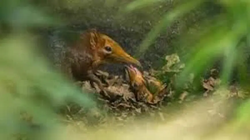 Elephant Shrew Births At Hertfordshire Zoo Spark First-Ever UK Milestone