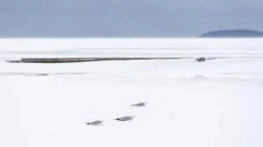 Wood Tv 8: Michigan Blizzard Snow Totals, Ongoing Winter Weather, and Tuesday School Closing Predictions