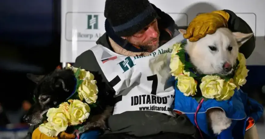 Jessie Holmes Triumphs in Iditarod, Celebrates with Steak Feast for Sled Dogs