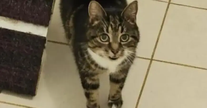 Energetic 13-Year-Old Heidi Seeks a Loving Forever Home