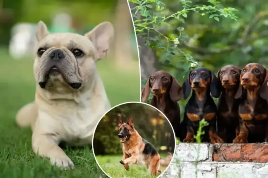 Tiny Dog Breed Dominates as America’s Favorite for Fourth Consecutive Year