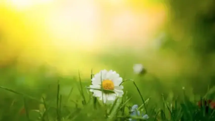 LeBron James vs. Houston Rockets: Latest Update on Lakers Star’s Availability