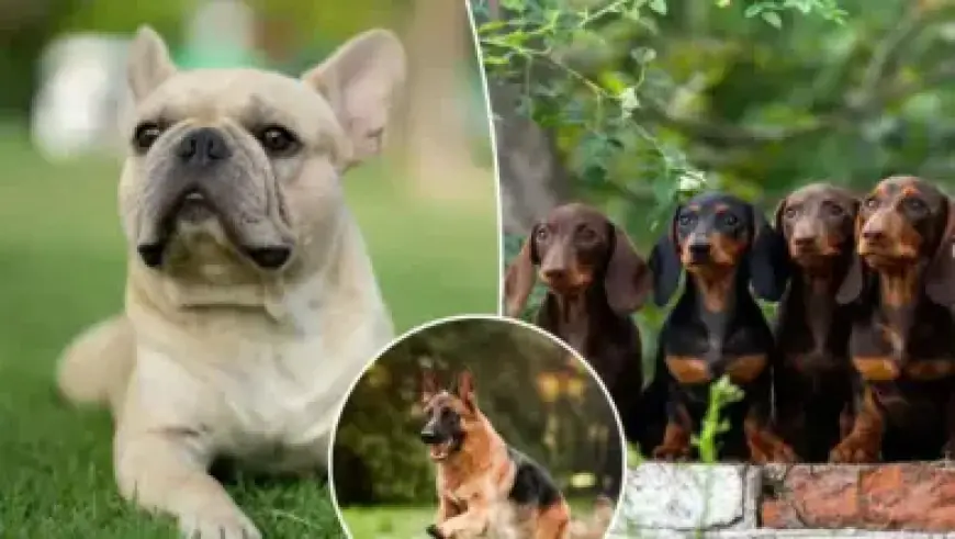 Valley Assemblywoman Discovers 197 Hospice Agencies Registered at Single LA Address