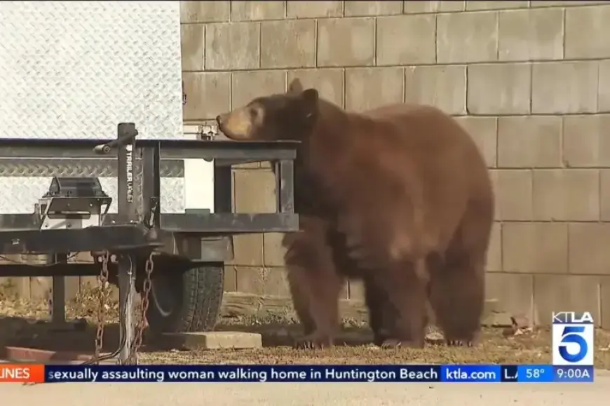 Bear Appears Behind TV Reporter in Live Broadcast