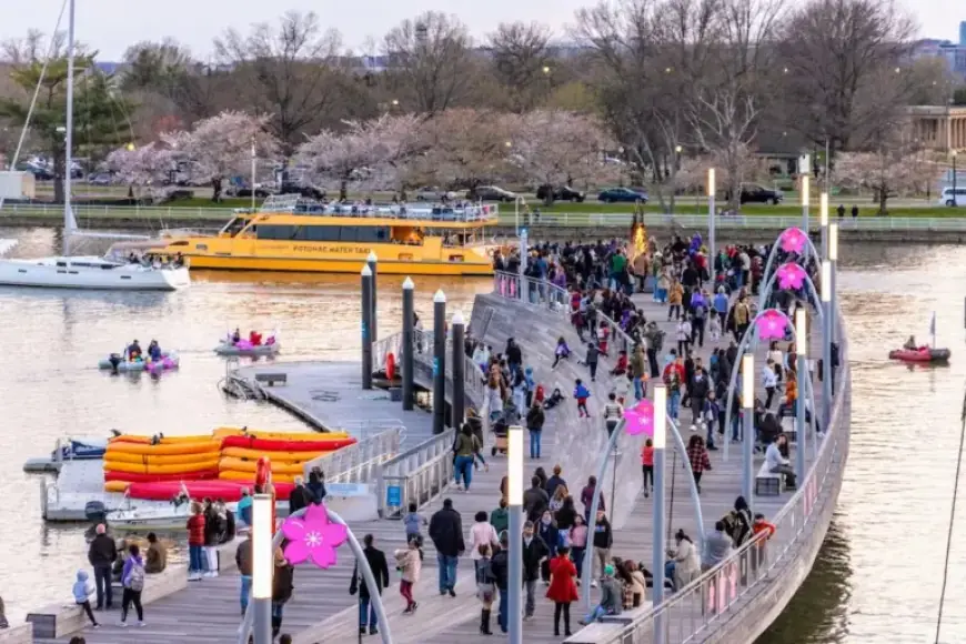 Top Family Activities for Celebrating Cherry Blossom Season 2026