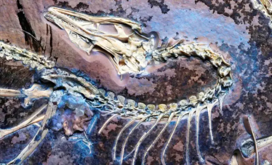 Scientists Discover Pristine Archaeopteryx Fossil, Unraveling Dinosaur Flight Mystery