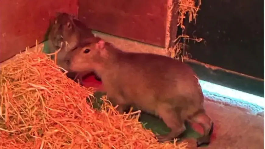 Zoo Deploys Specialist Dogs to Hunt Fugitive Capybara | ITV News