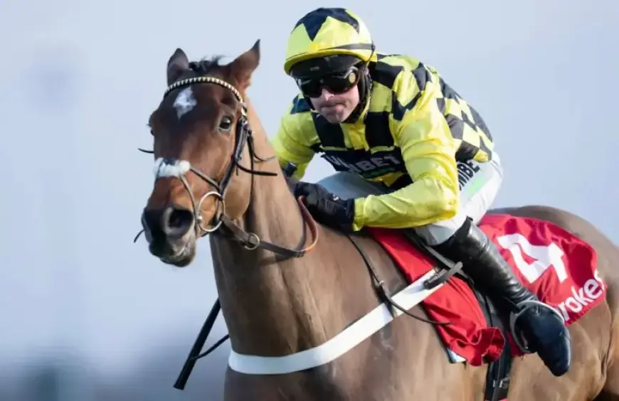 Star Hurdler Sir Gino Euthanized, Confirms Trainer Nicky Henderson