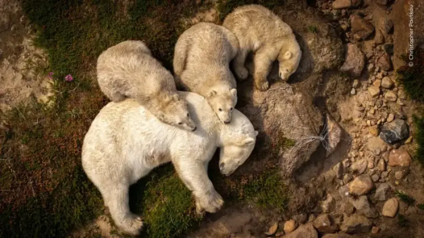 “People’s Choice Winner Announced for Wildlife Photographer of the Year”